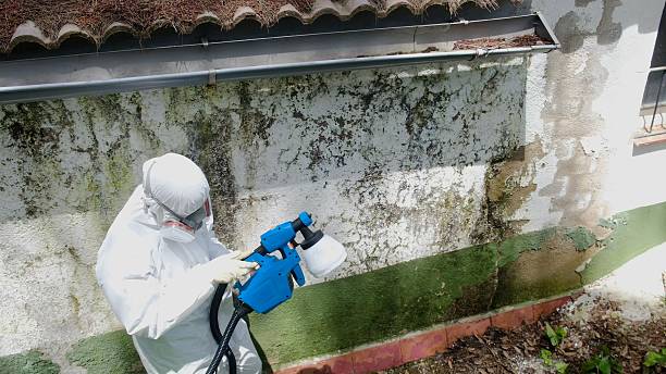 Top rated local Bathroom Mold Removal specialists in Round Rock, TX
